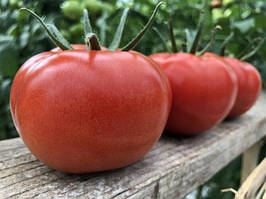 Насіння томату Клад (Klad) F1, 250 шт., Індетермінантного