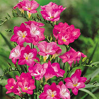 Фрезія проста Rose, 3 шт., цибулини