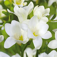 Фрезія проста White, 3 шт., цибулини
