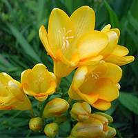 Фрезія проста Yellow, 3 шт., цибулини