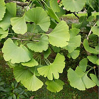 Гинкго билоба двухлетние саженцы в контейнерах Ginkgo biloba