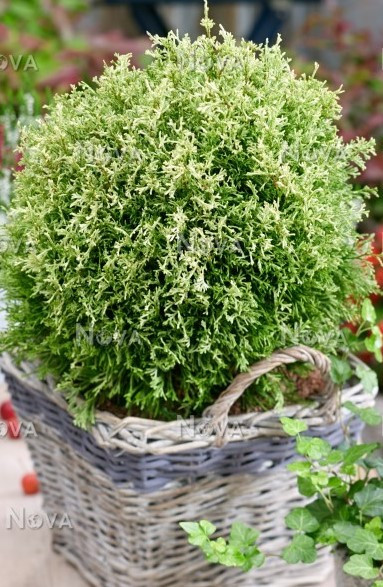 Туя західна Miss Frosty 3 річна, Туя західна Міс Фрості, Thuja occidentalis Miss Frosty