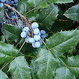 Магонія падуболистна, Mahonia aquifolium, фото 4