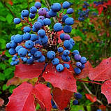 Магонія падуболистна, Mahonia aquifolium, фото 7