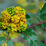 Магонія падуболистна, Mahonia aquifolium, фото 6