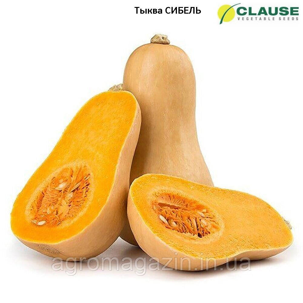Гарбуз Сібель F1 (1000нас.) Clause