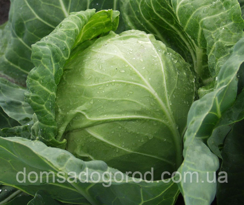 Капуста білочана Сір F1  | Sir F1 Clause 1000 шт.