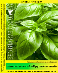 Насіння базиліка «Крупнолистовий» 0,5 кг