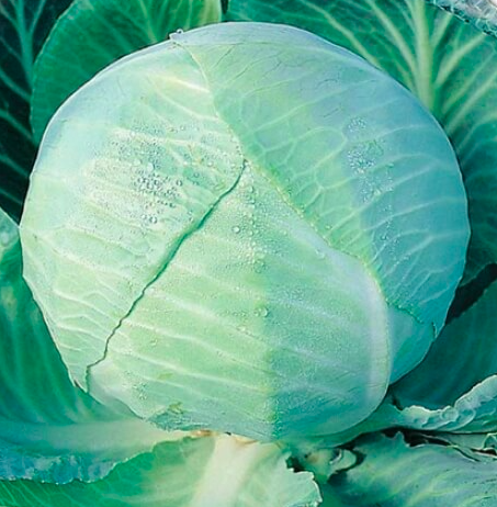Капуста Амагер білочана F1 1г Agromaksi