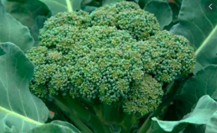 Капуста броколі Джерело сили 3 г Agromaksi, фото 1