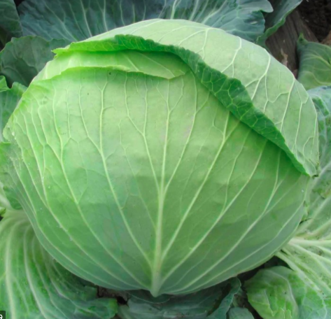 Капуста білочана Кам'яна голова 1 г Agromaksi