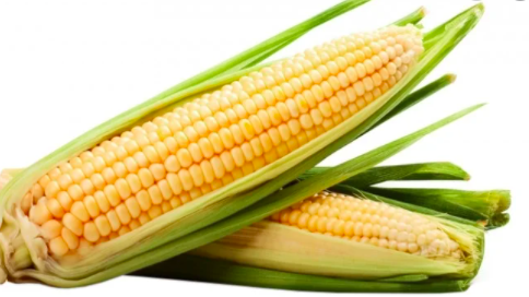 Кукурудза бандюель Бостон F1 20 г Agromaksi