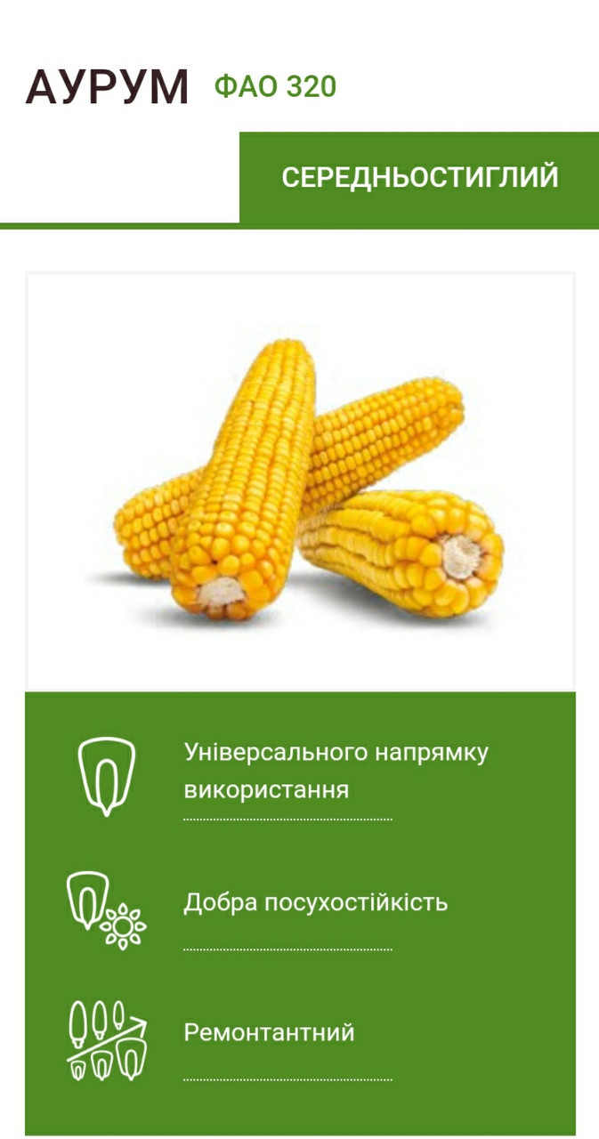 Насіння кукурудзи Аурум Маїс Черкаси ФАО 320, середньоранній гібрид