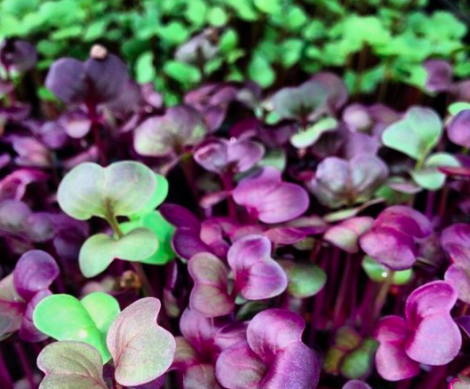 Мікрозелень Базилік мікс 10 г Agromaksi