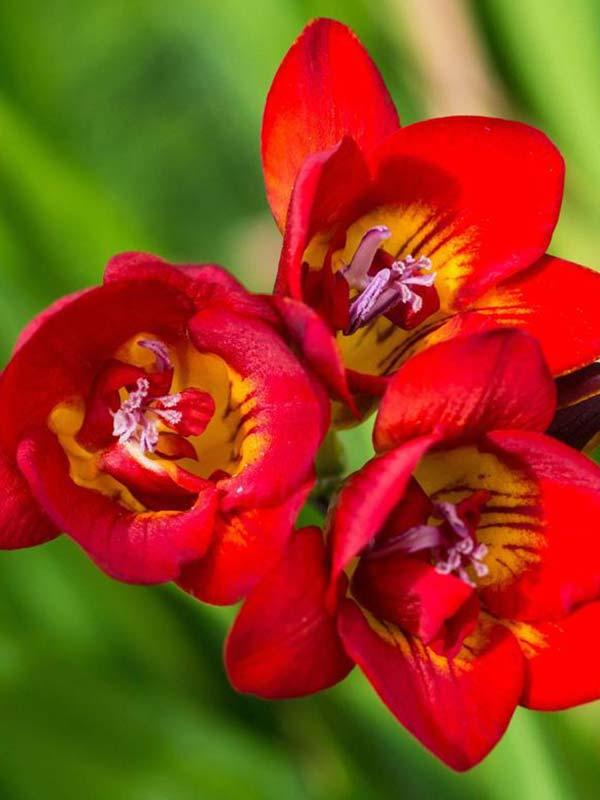 Фрезія проста Red, 3 шт., цибулини, фото 1