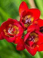 Фрезія проста Red, 3 шт., цибулини