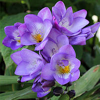 Фрезія проста Blue, 3 шт., цибулини