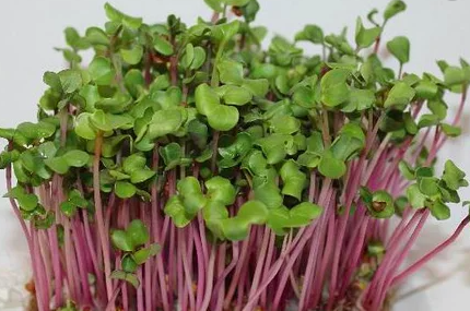 Мікрозелень Редис Мікс 10 г Agromaksi