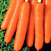 Морква Медовий поцілунок 2 г Agromaksi