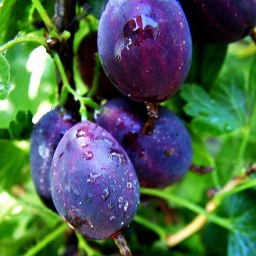 Саджанці Агрусу Грушенька - середньо-пізній, великоплідний, урожайний, фото 1