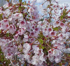 Сакура японська Койо-но-май / h 40-60 / Prunus Kojou-no-mai, фото 3