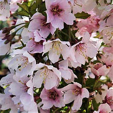 Сакура японська Койо-но-май / Prunus incisa Kojou-no-mai