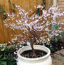 Сакура японська Койо-но-май / h 40-60 / Prunus Kojou-no-mai, фото 4