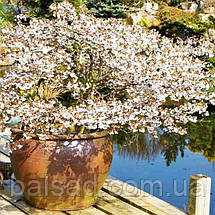 Сакура японська Койо-но-май / h 40-60 / Prunus Kojou-no-mai, фото 5