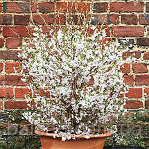 Сакура японська Койо-но-май / h 40-60 / Prunus Kojou-no-mai, фото 6