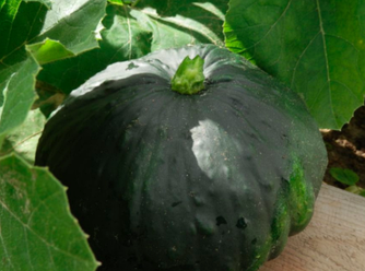 Патисон Сузір'я суміш 1 г Agromaksi