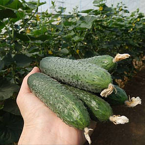 Насіння огірка СВ 4097 F1 (SV 4097 F1) Seminis 250, фото 4