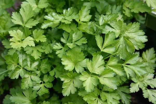 Петрушка Універсал 20 г Agromaksi