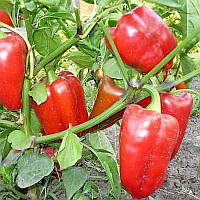 Перець Полет 50 грамм