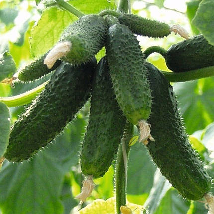 Насіння огірка Амур F1 (Amour F1) Bejo 1000, фото 1