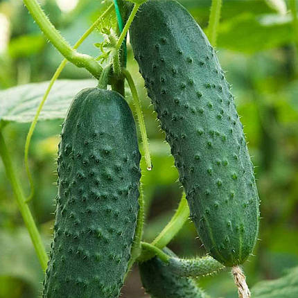 Насіння огірка Артист F1 (Artist F1) Bejo 1000, фото 1