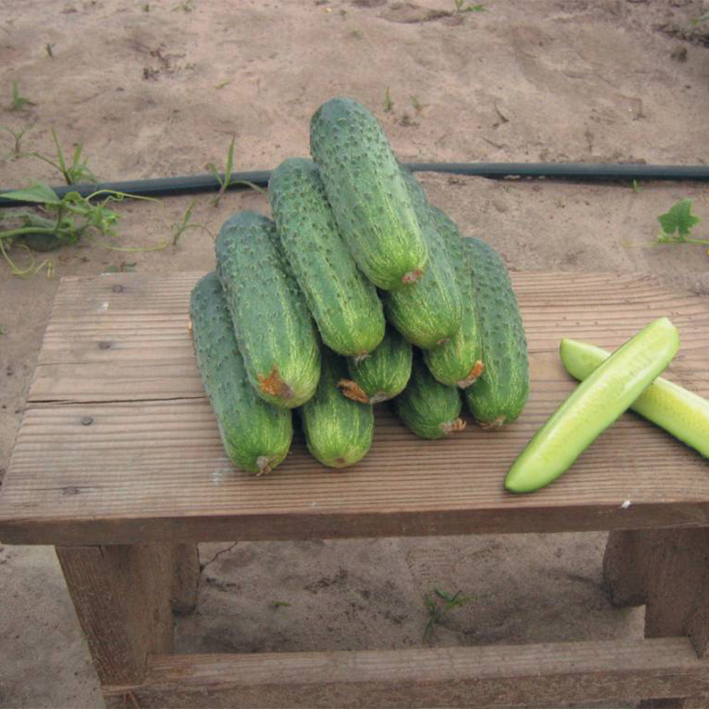 Насіння огірка Аякс F1 (Ajax F1) Nunhems 1000