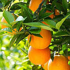 Саджанці апельсина Валенсія - ранній, ароматний, солодкий, фото 2