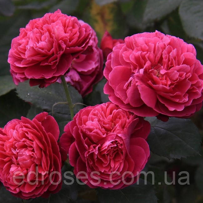 Бисантенэр де Гійо (Bicentenaire de Guillot), фото 1