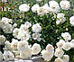 Троянда ґрунтовна Вайт Карпет, фото 2