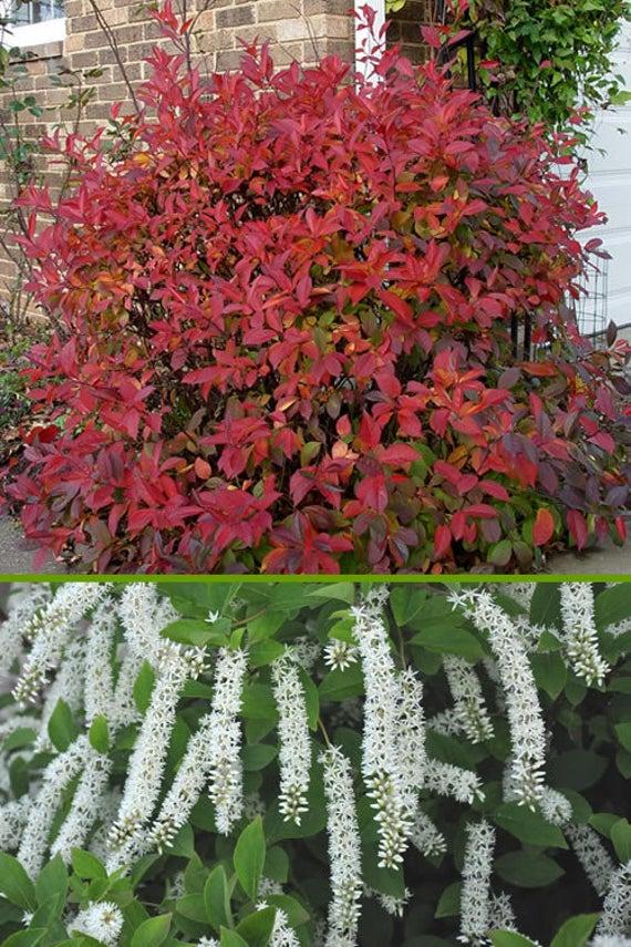 Ітея віргінська Henry's Garnet 3 річна, Итея виргинская Генрис Гарнет, Itea virginica Henry's Garnet