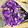 Статиця виїмчаста Пурпуровий атракціон, 0,1г., фото 2