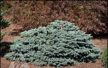 Ялина чорна Waldbrun 2 річна, Ель колючая голубая Вальдбрун, Picea pungens Waldbrunn, фото 3