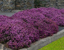 Еріка дарленська Kramers Rote 2 річна, Еріка дарленская Крамерс Рауса, Erica darleyensis Kramers Rote, фото 2