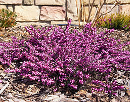 Еріка дарленська Kramers Rote 2 річна, Еріка дарленская Крамерс Рауса, Erica darleyensis Kramers Rote, фото 4