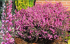 Еріка дарленська Kramers Rote 2 річна, Еріка дарленская Крамерс Рауса, Erica darleyensis Kramers Rote, фото 3