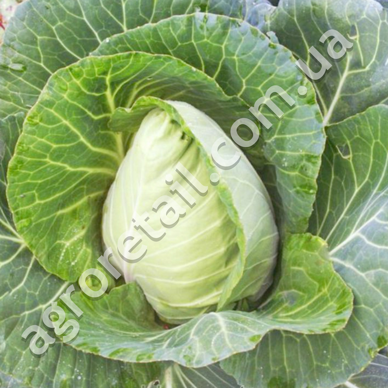 Капуста Сердце большого быка 0.5 г Gl Seeds - фото 2 - id-p363227124