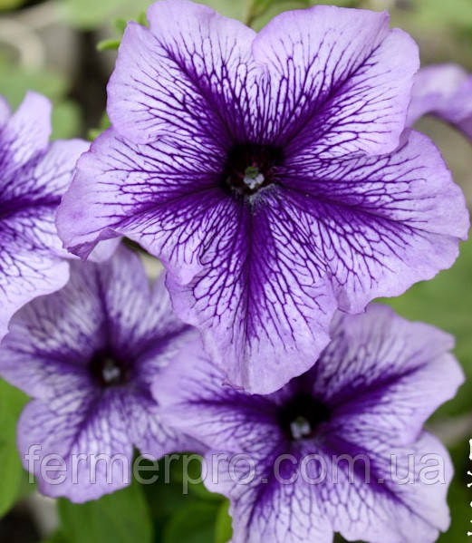 Петунія великобарвкова Daddy F1 1000 насіння, фото 1