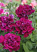 Петунія великобарвкова Double Cascade F1 Burgundy, 5000