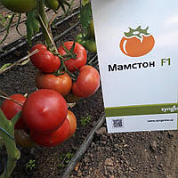 Семена томата Мамстон F1 (Mamston F1) Syngenta 500