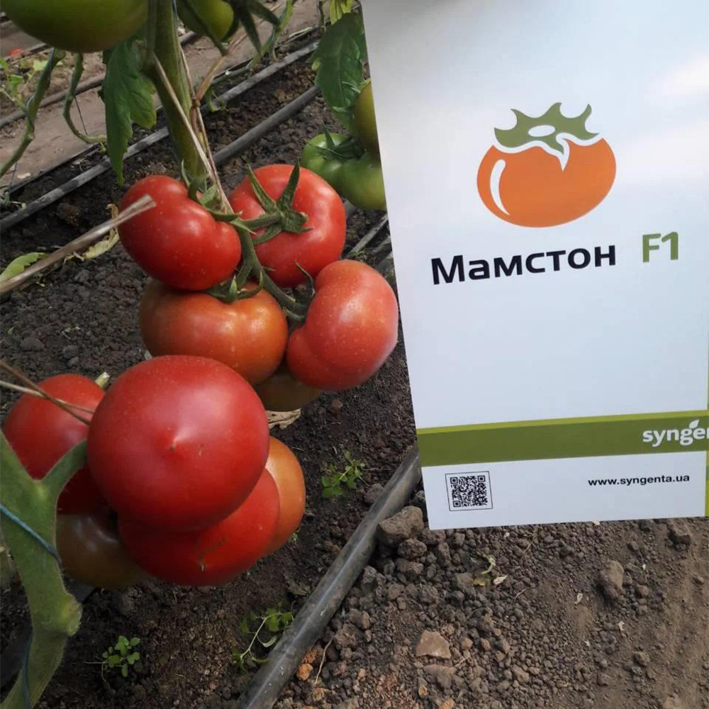 Семена томата Мамстон F1 (Mamston F1) Syngenta 500 - фото 1 - id-p1330034880